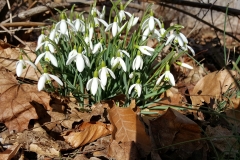 2016-02-28 13.25.21-1