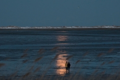 Cold Moon