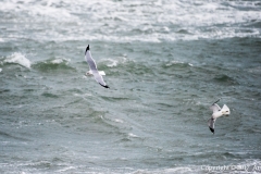 Nor'easter blowing ashore
